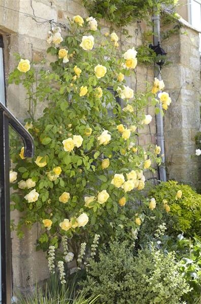 √ Creating a Victorian Rose Garden in Your Own Backyard