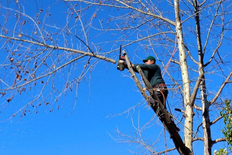 √ How to Use a Gas Pole Saw to Stand Out from the Crowd