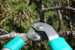 Common Tree Pruning Mistakes and Ways to Avoid Them