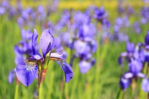 How to Transplant an Iris