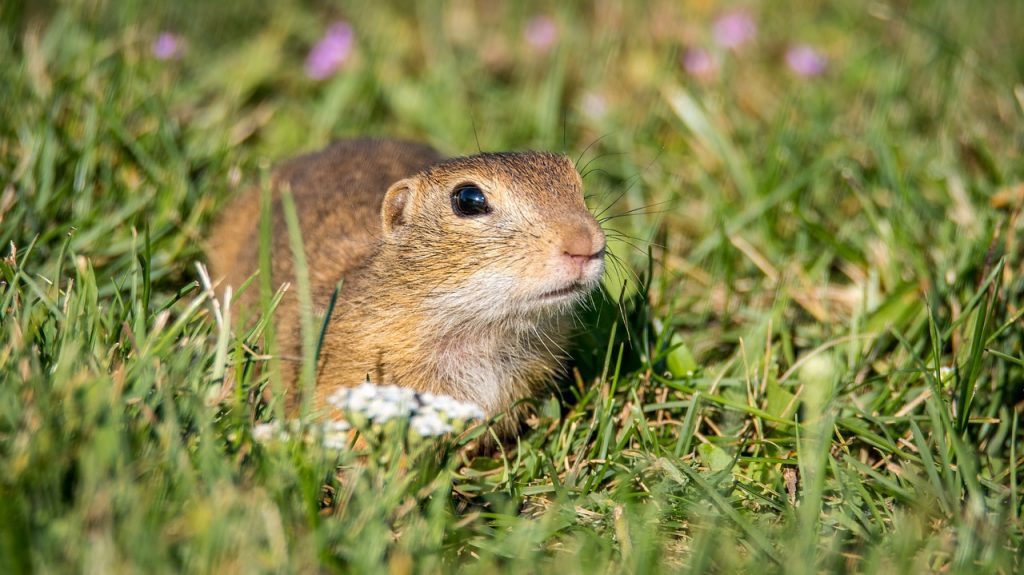 7-home-remedies-for-getting-rid-of-gophers-in-your-yard