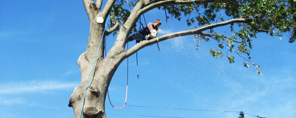 How To Cut Tree Limbs Over The House Easy And Safe Way   How To Cut Tree Limbs Over The House Easy And Safe Way 1024x410 