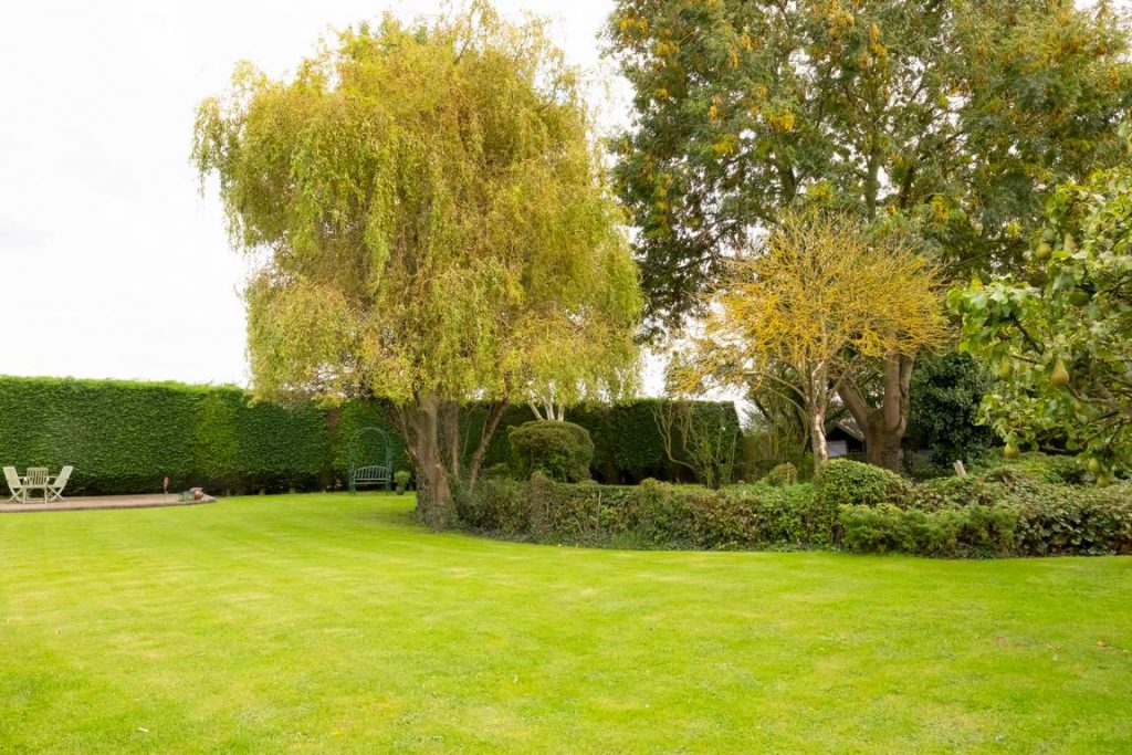 How to Care for Your Trees for a Well-Maintained Backyard